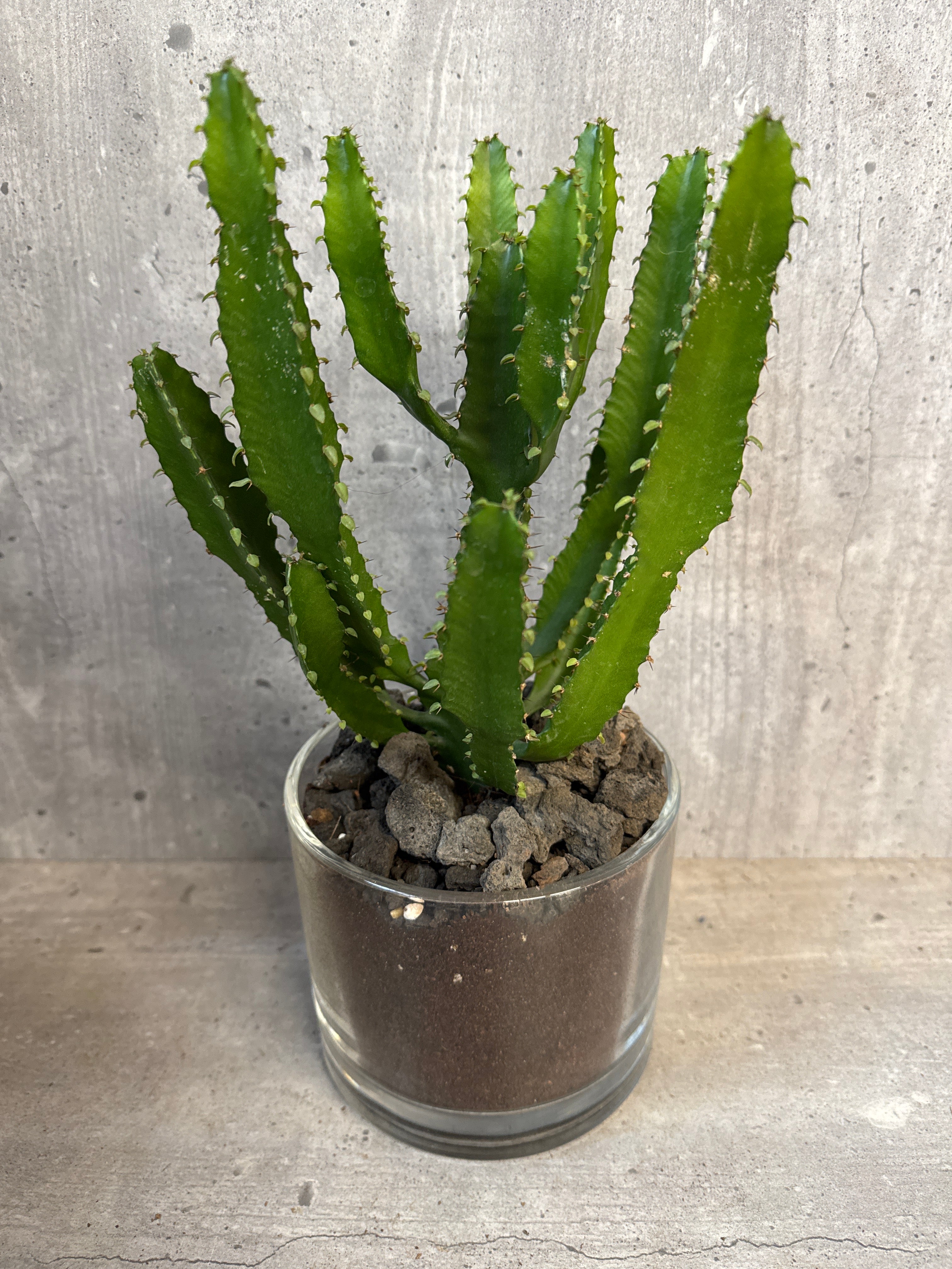 חלבלוב בכלי זכוכית