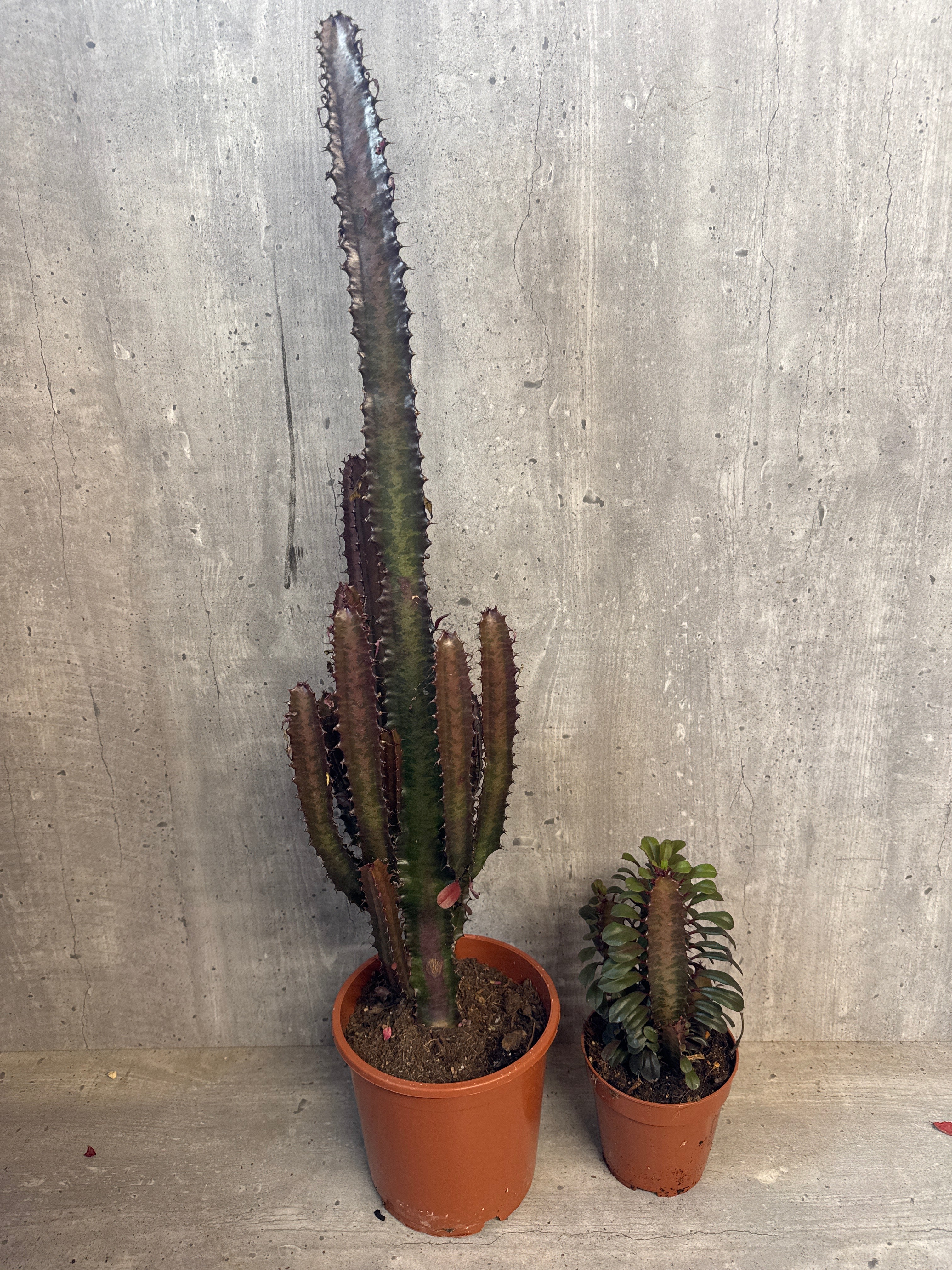 חלבלוב טריגונה אדום