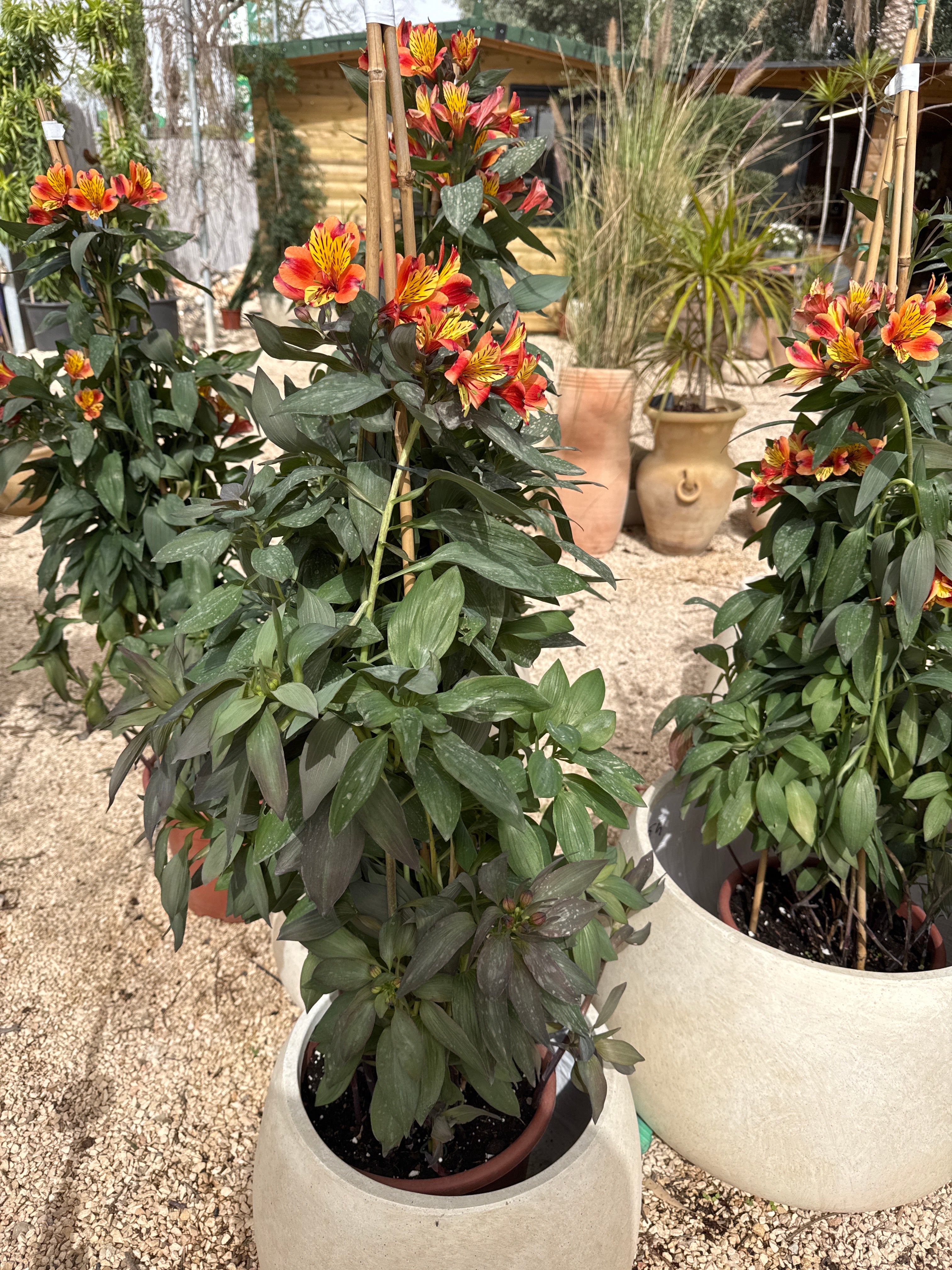 אלסטרומריה