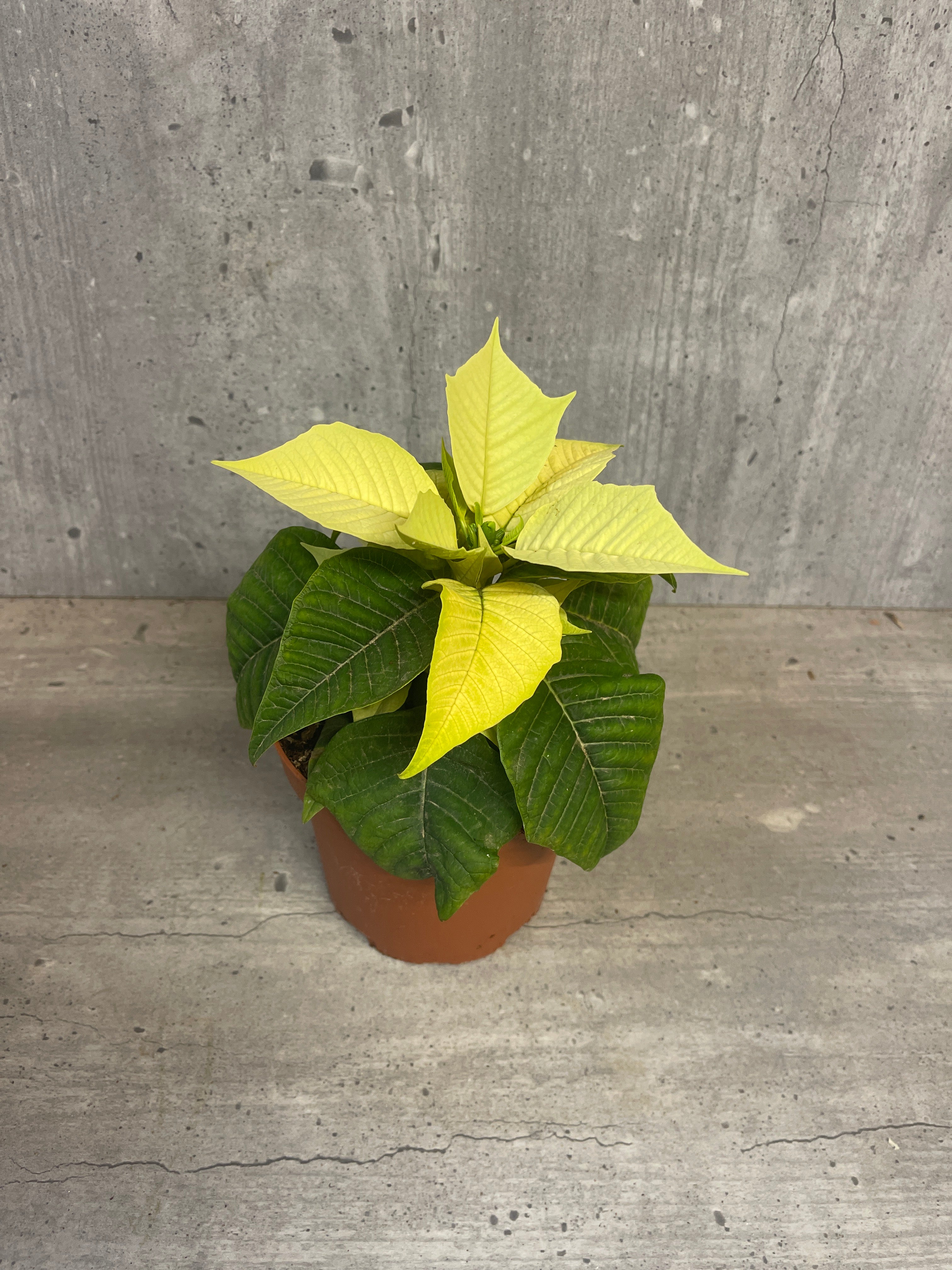 חלבלוב הדור