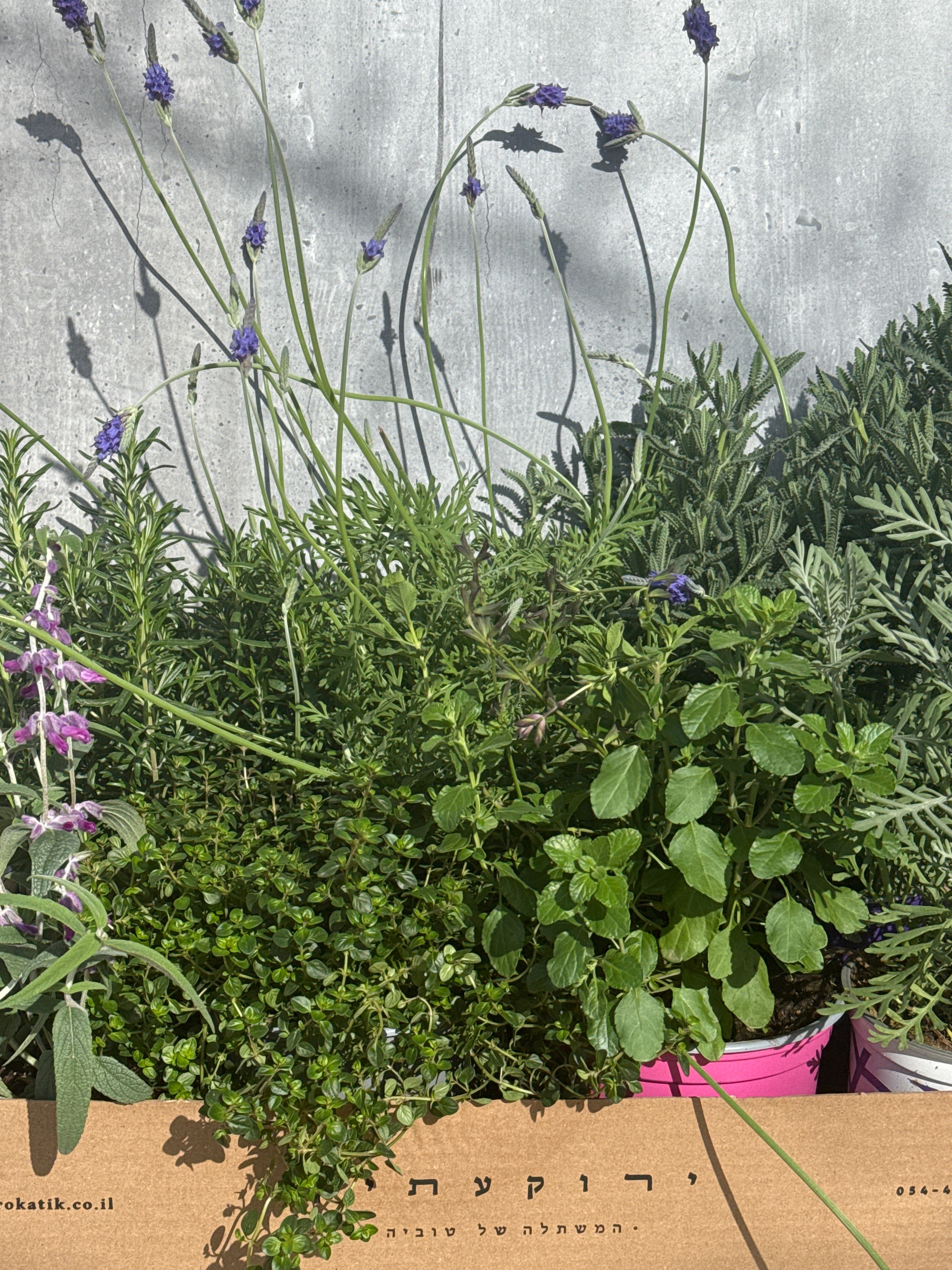 מארז ארומטי