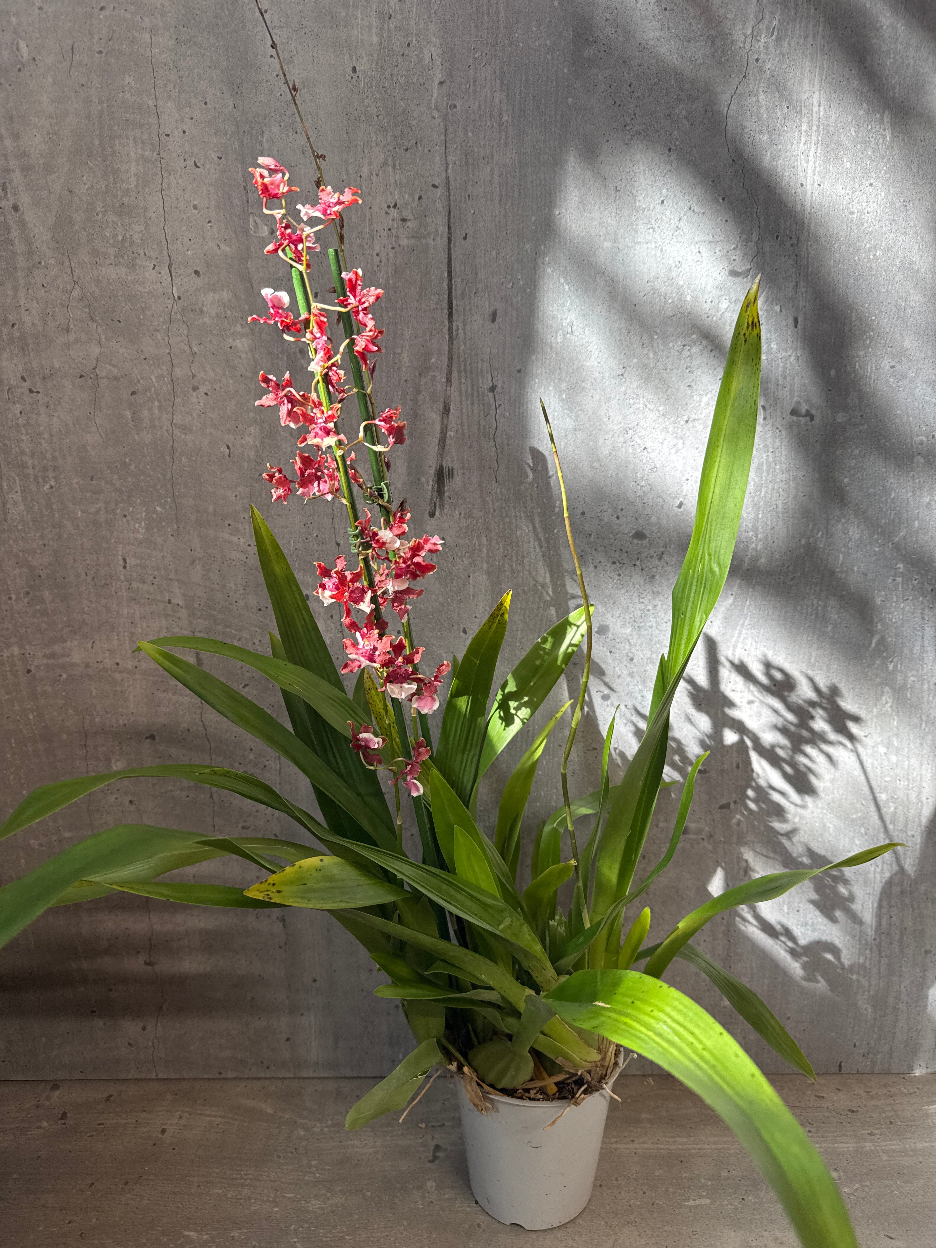 סחלב אונציודיום 2 ענפים