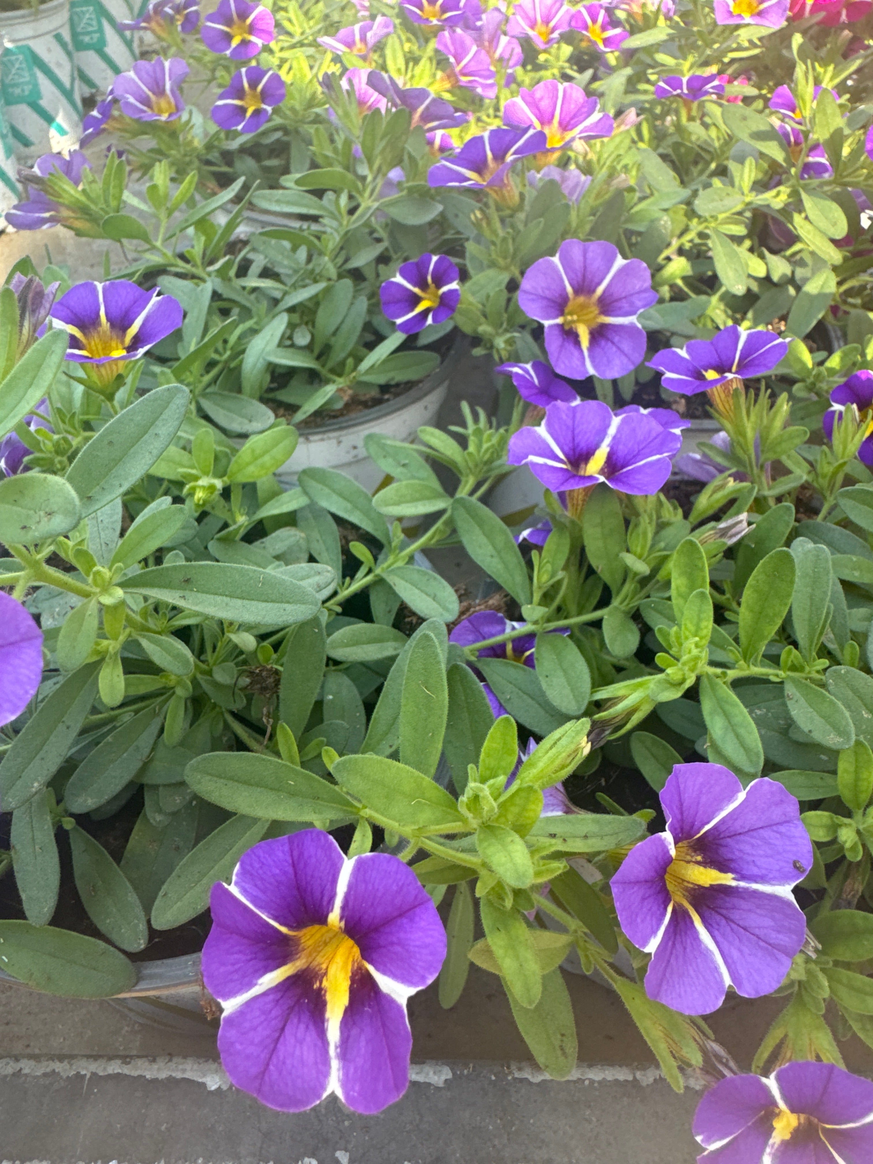 פיטוניה מיני