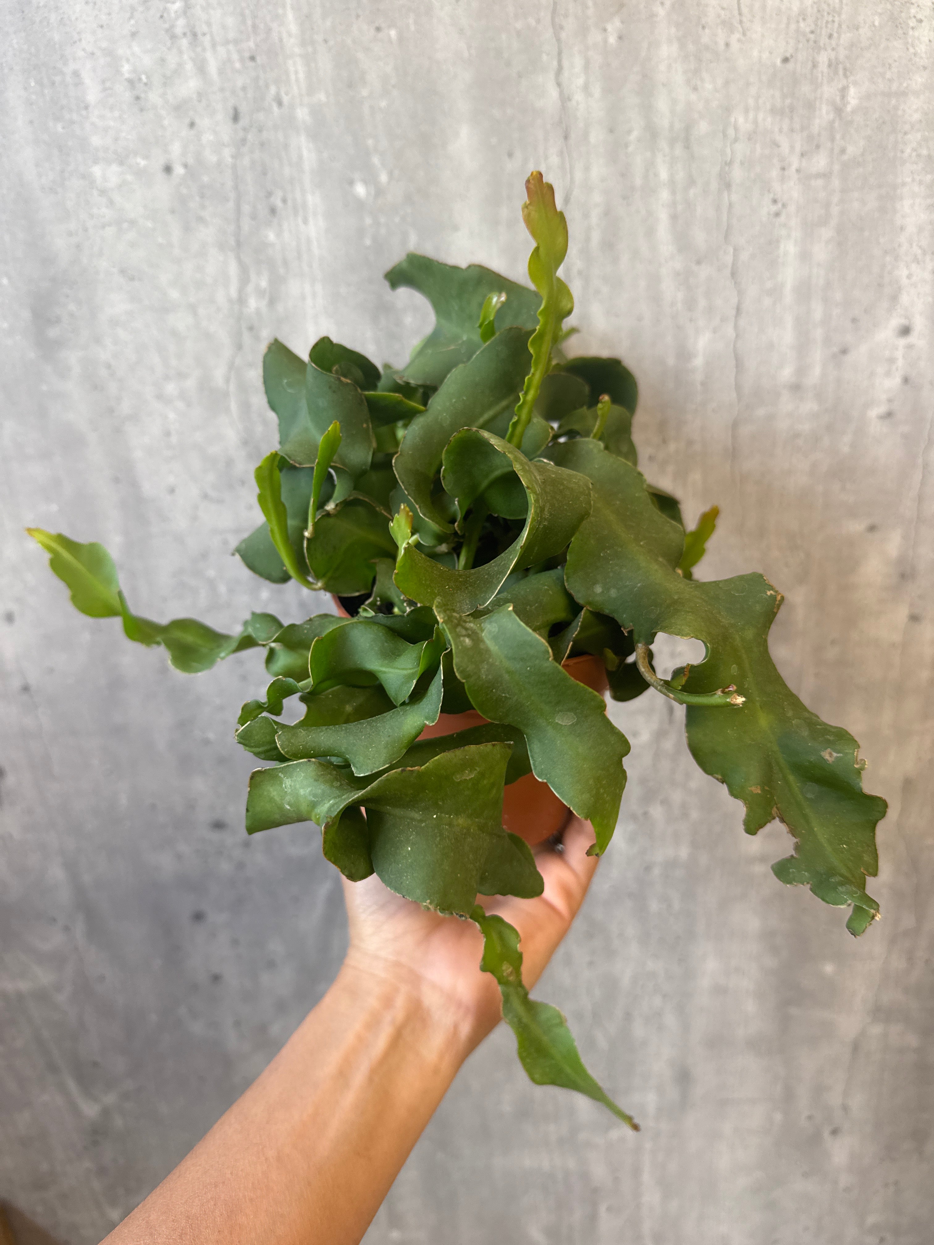 אפיפילום גוואטמלי