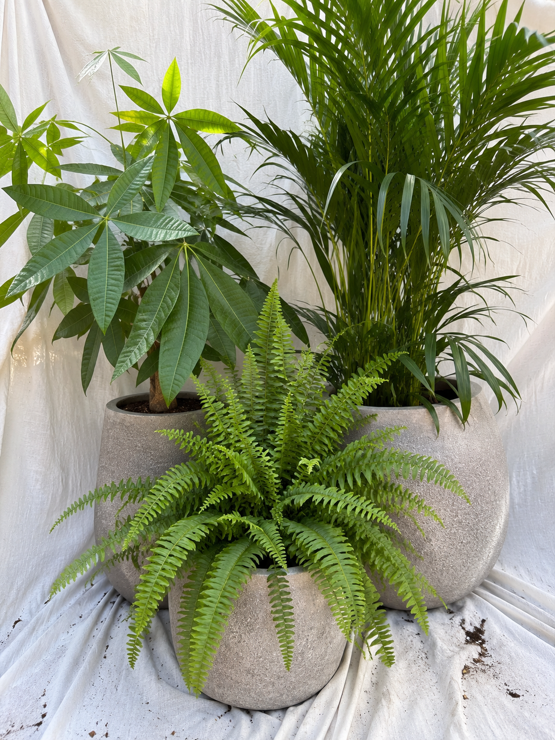 Urban Jungle Set