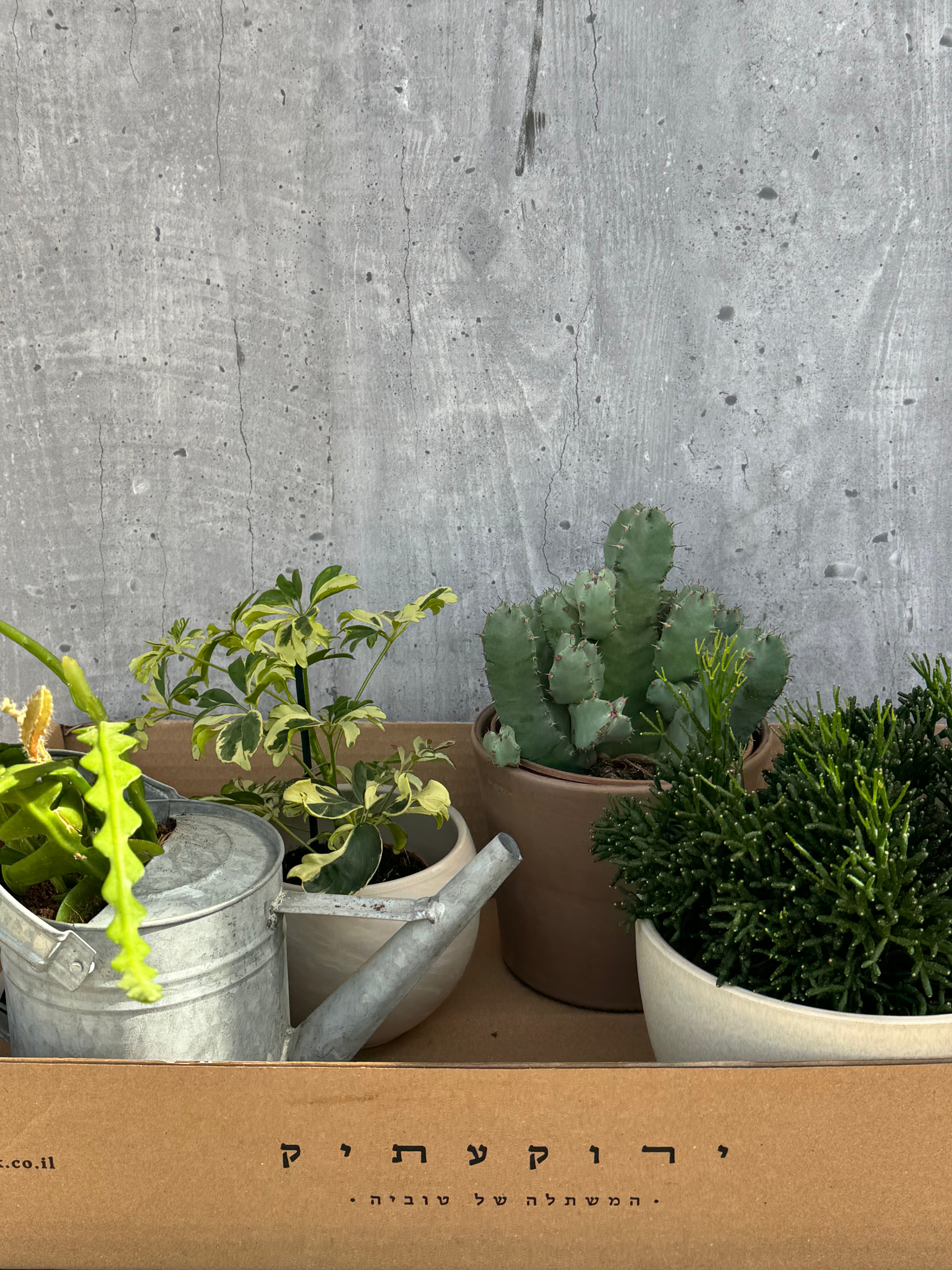 מארז צמחי בית מיוחדים