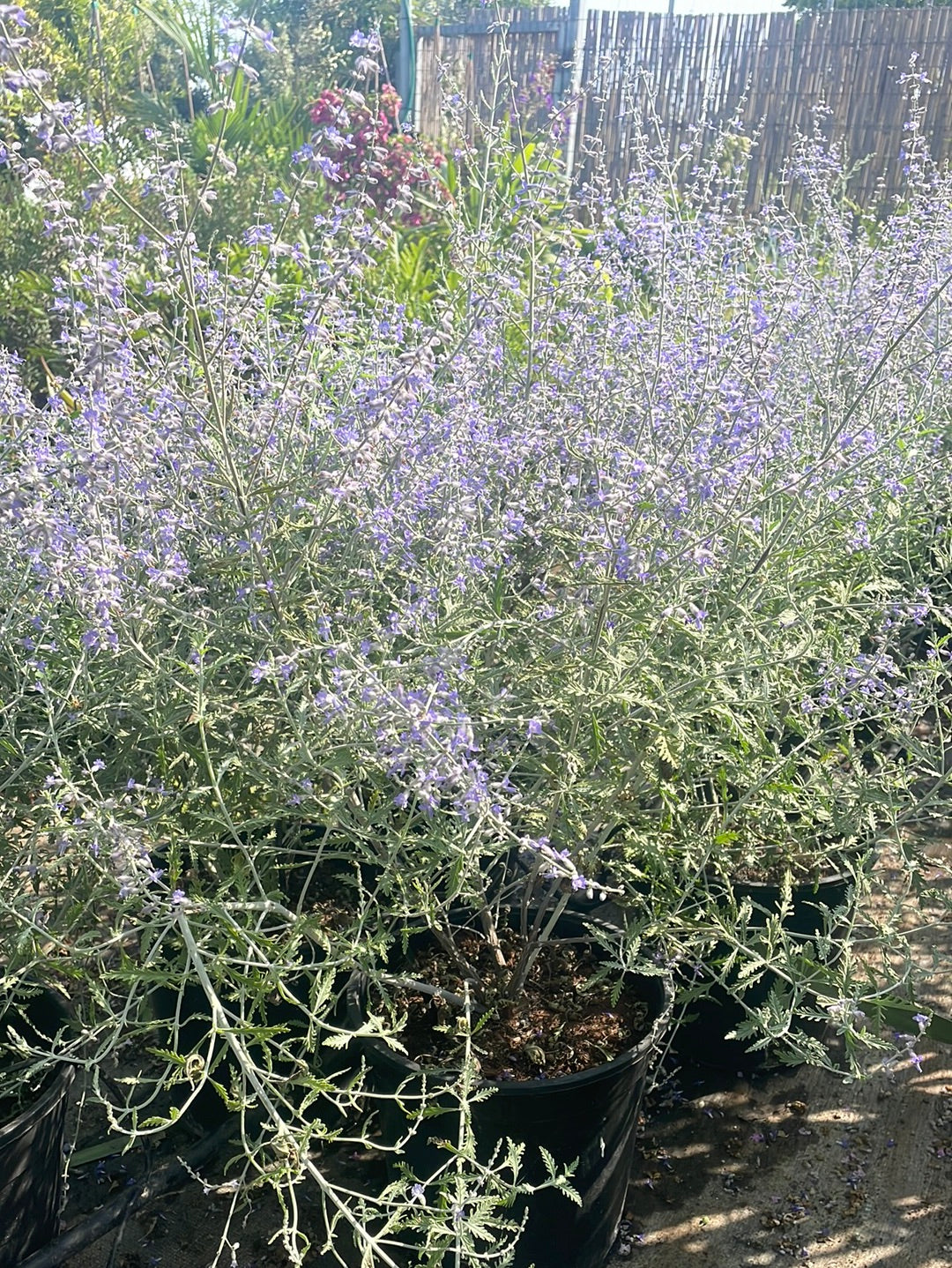 פרובוקסיה בלו ספייר