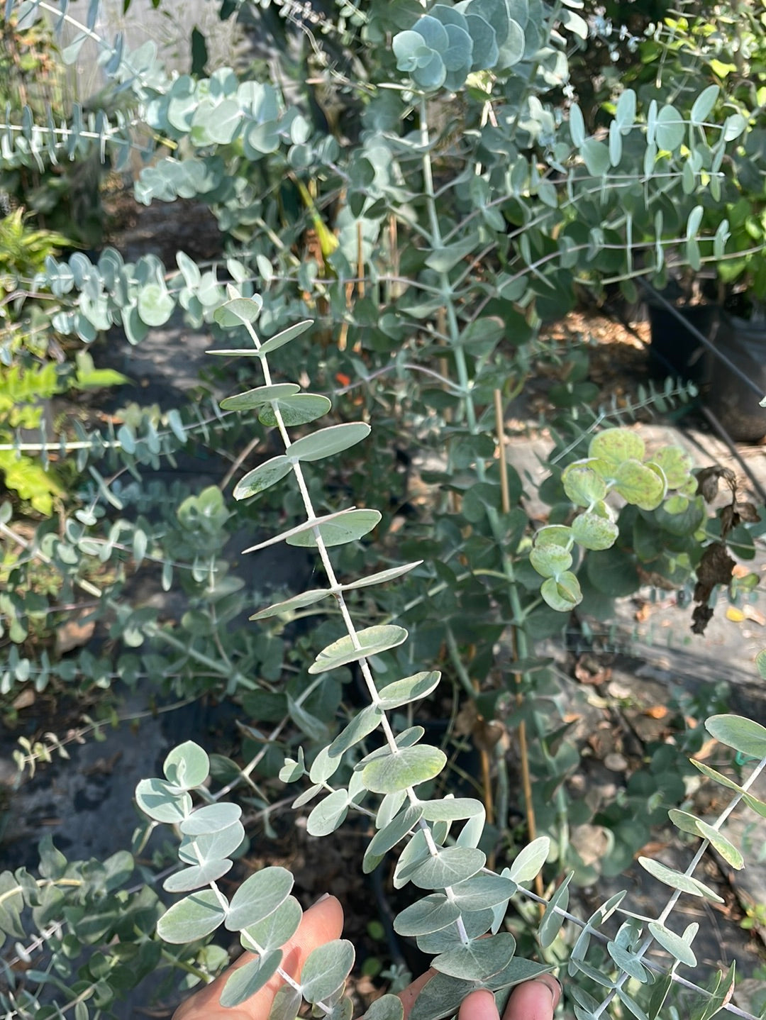 אקליפטוס סילבר דולר