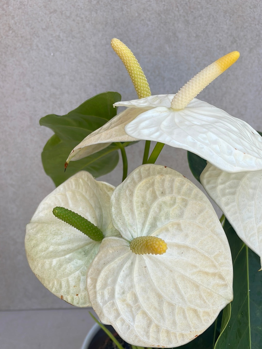 אנטוריום לבן