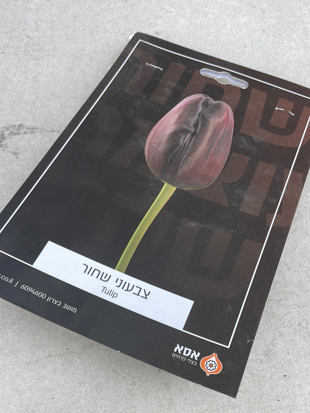 פקעות- צבעוני שחור