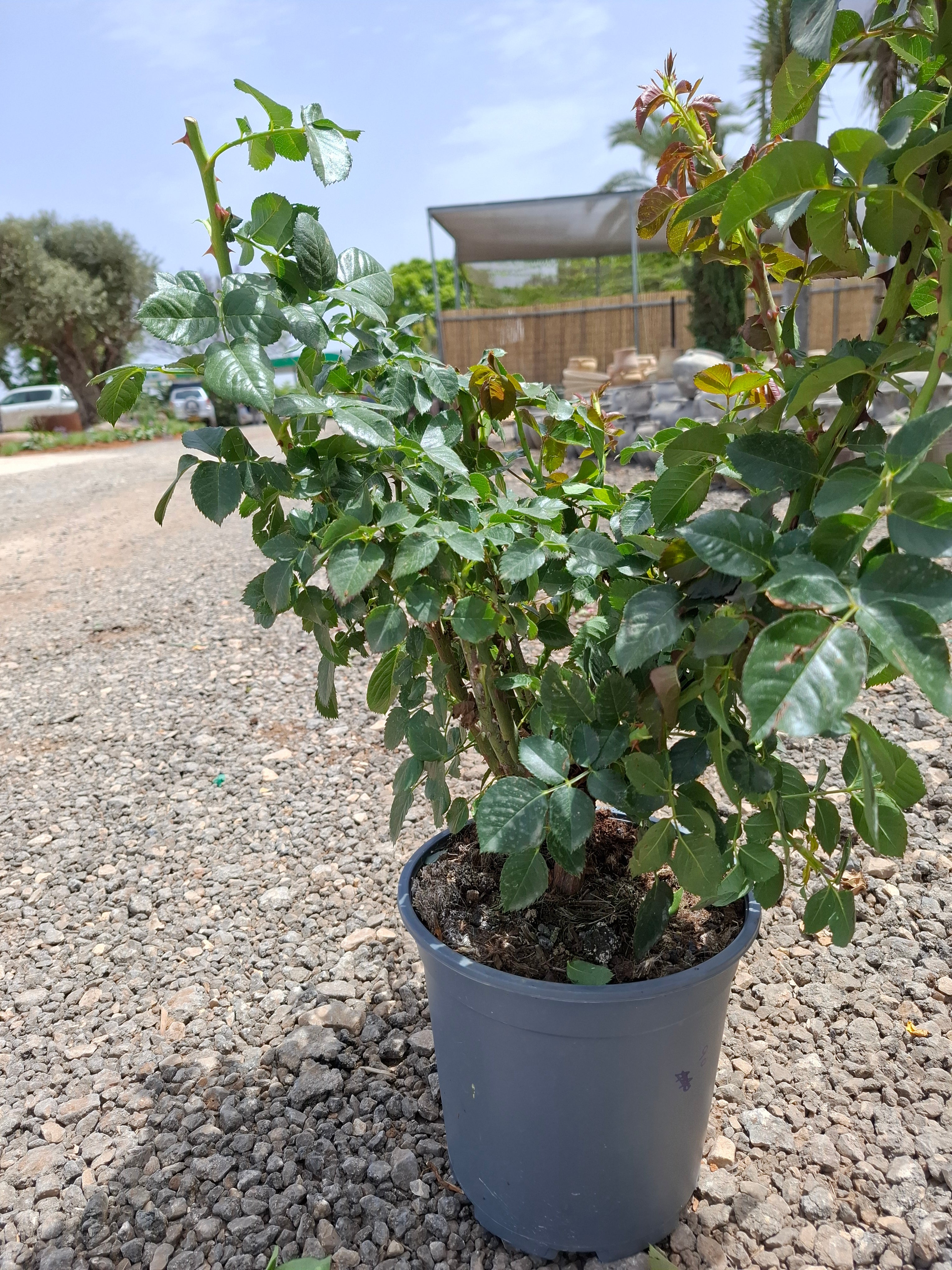ורד שיח סאול סגול