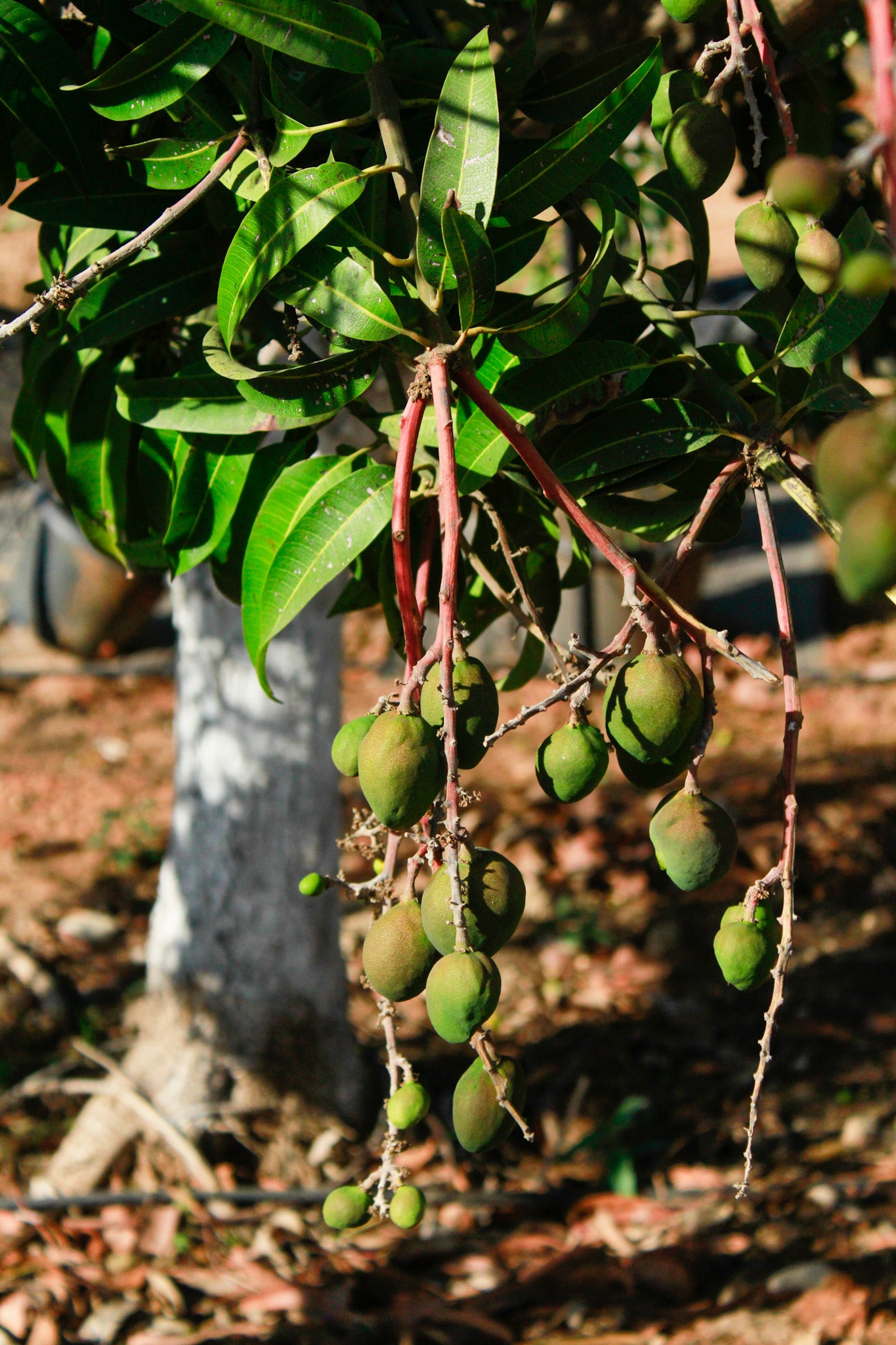 מנגו