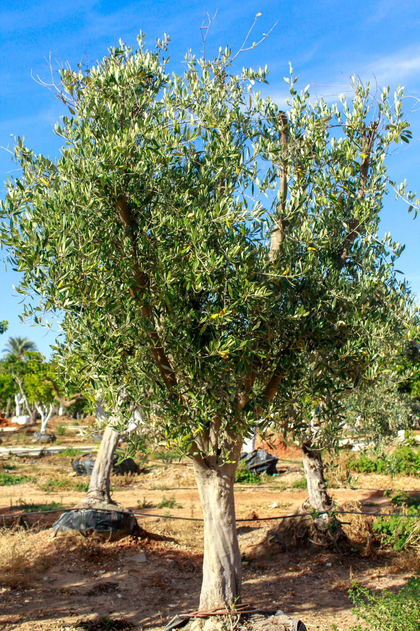 מטע- ברנע, פיקואל