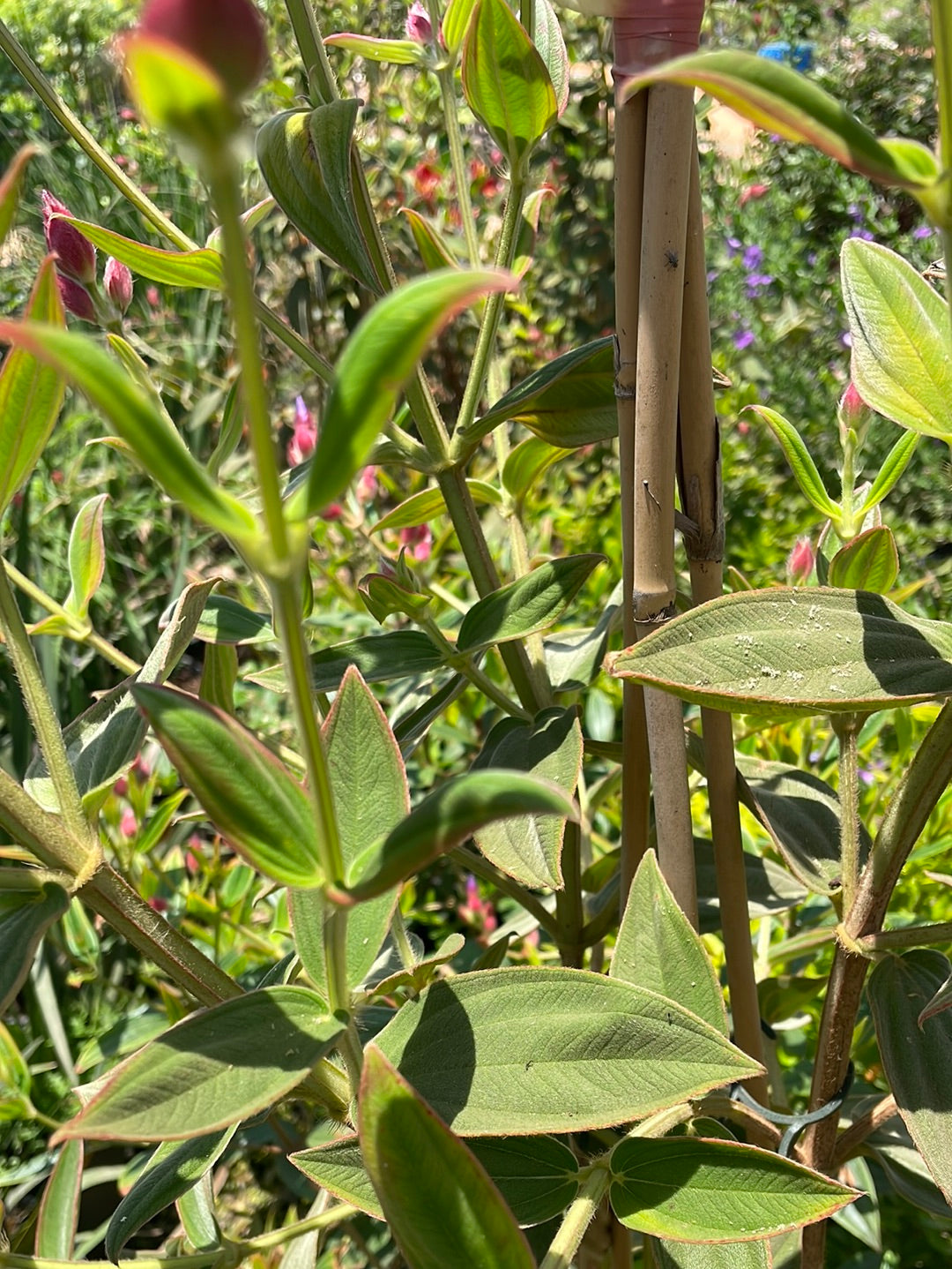 טיבוצינה ג׳ולס