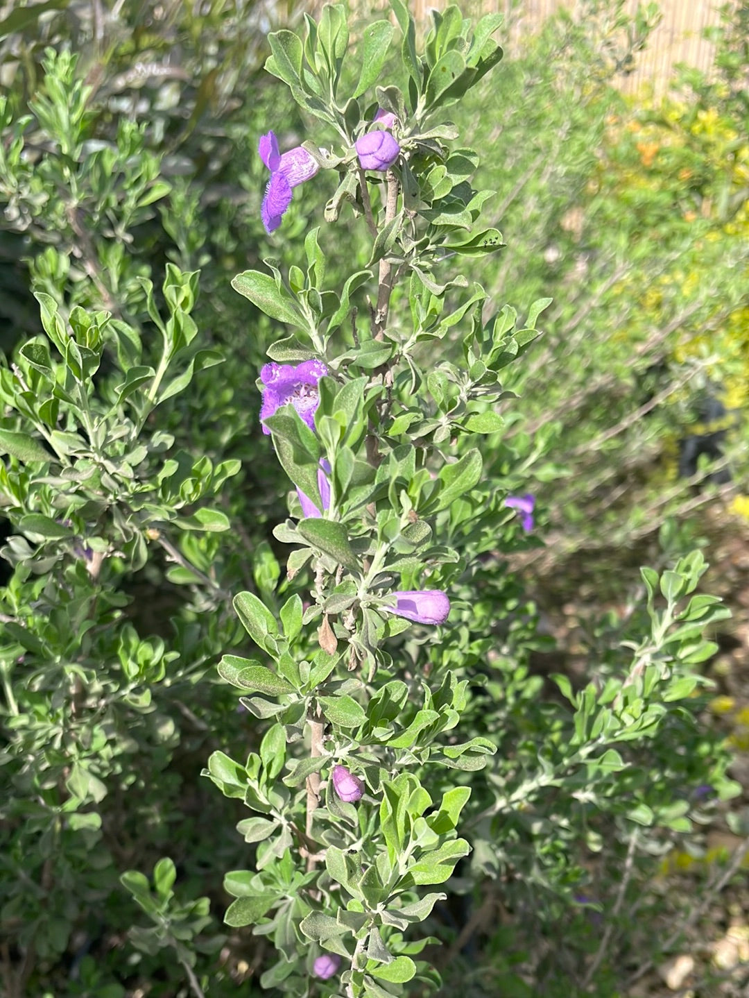ליקופיליום