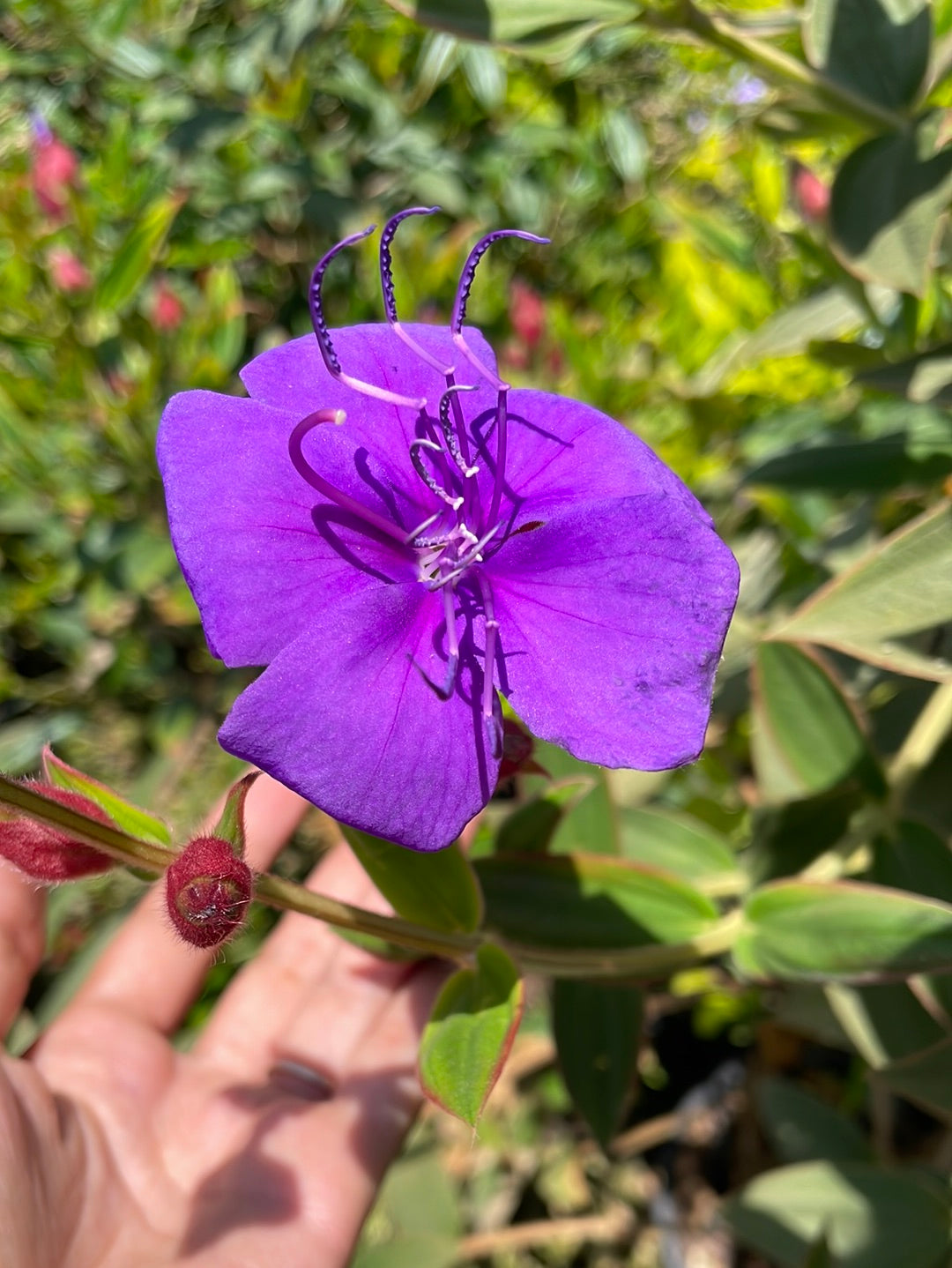 טיבוצינה ג׳ולס