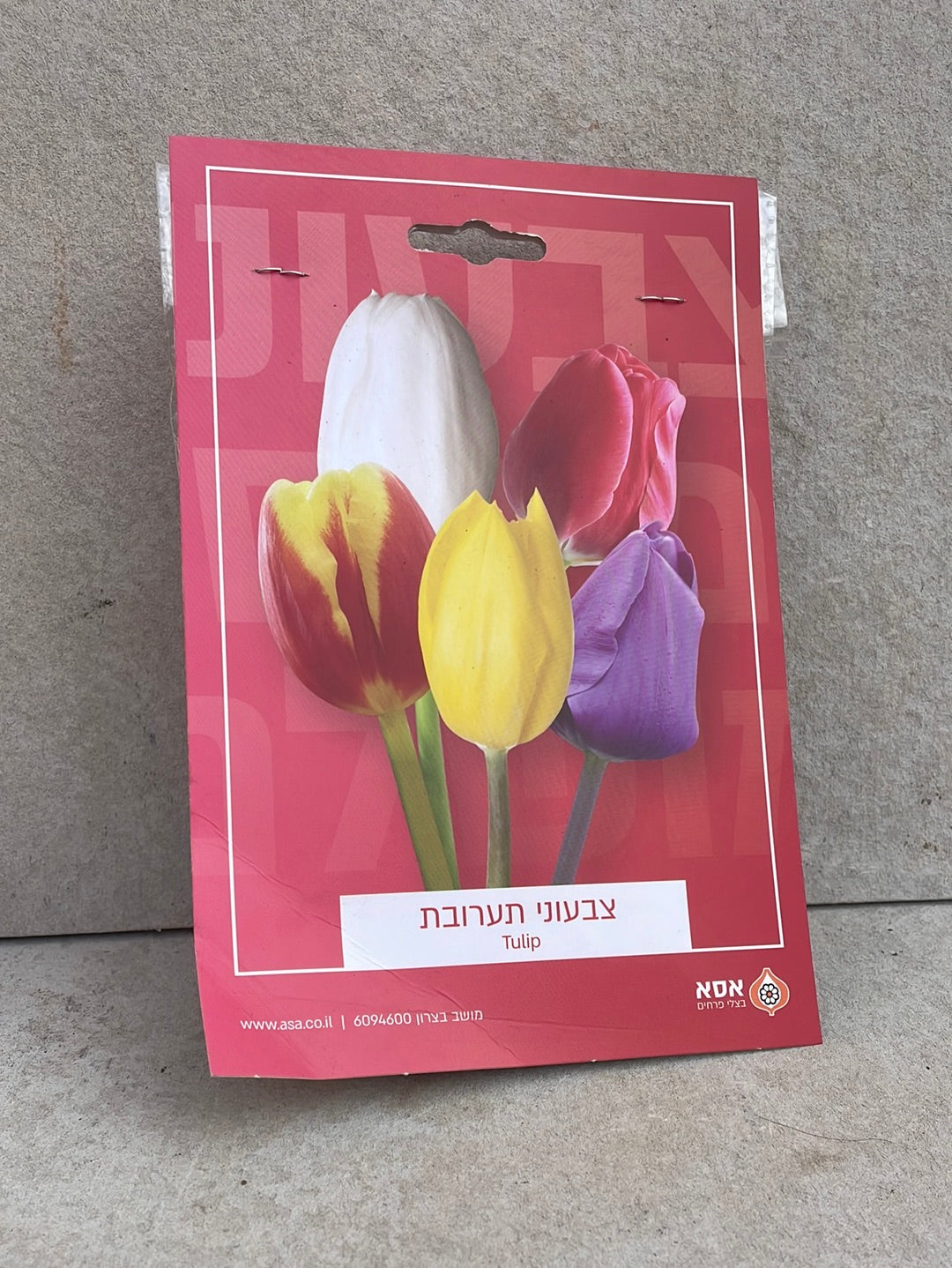 פקעות טוליפ (צבעוני) תערובת צבעים