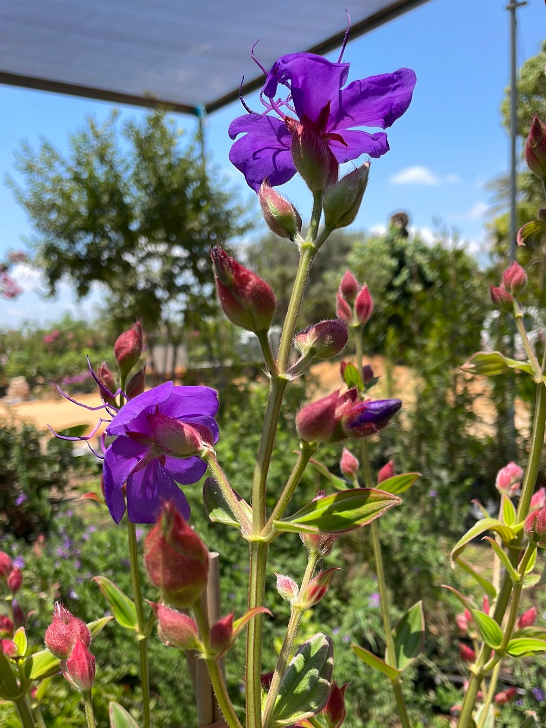 טיבוצינה ג׳ולס