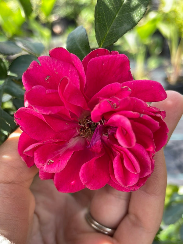 ורד מטפס דורותי פרקינס