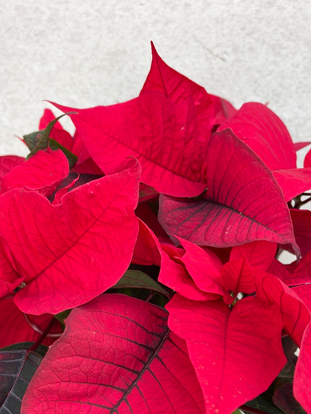 חלבלוב הדור