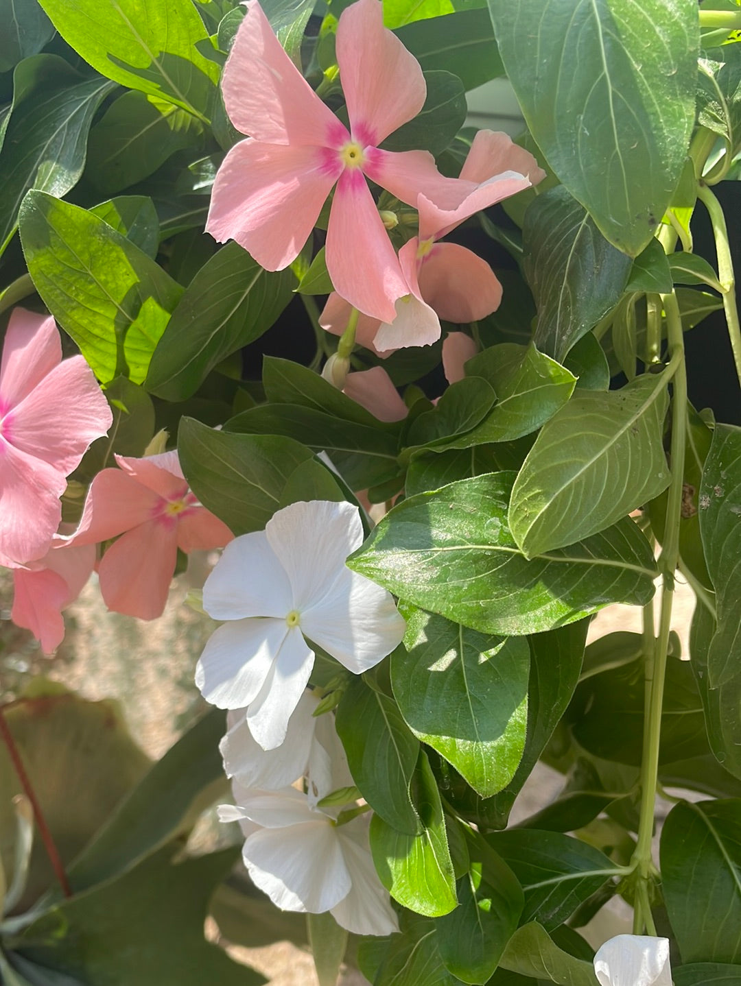 וינקה זוחלת