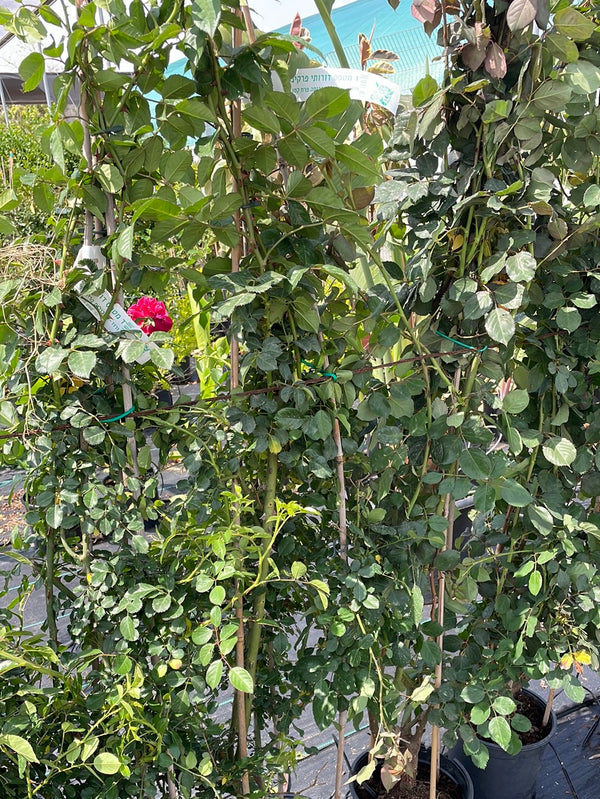 ורד מטפס דורותי פרקינס