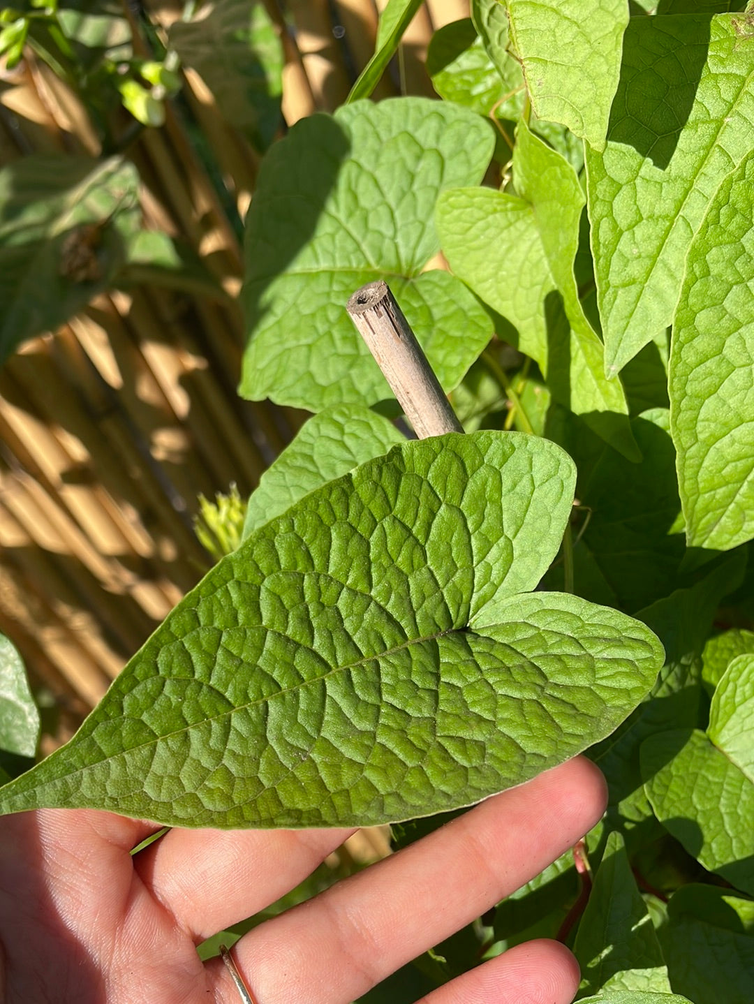 אנטיגון דק העוקצים